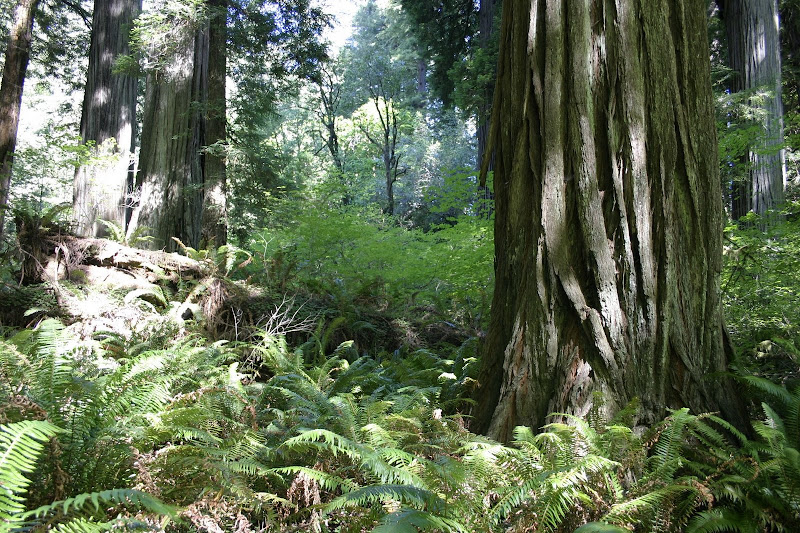 Redwoods