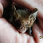 Lesser Long-eared Bat