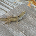 Lizard