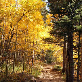 Wild Basin Trail by Jason Kiefer - Landscapes Travel ( fall, rocky mountain national park )