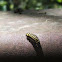 Cinnabar moth caterpillar