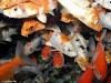 Peces Koi + Acuario Completo