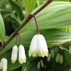 Smooth Solomon's Seal