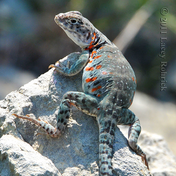Eastern Collared Lizard Project Noah