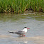 Common Tern