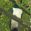 New Zealand Pigeon