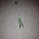 Green Lacewing