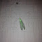 Green Lacewing