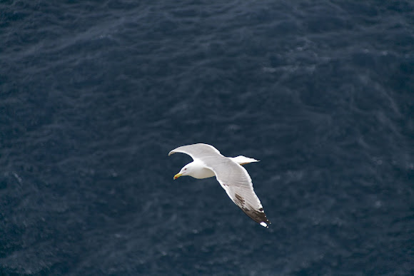 Spotting Image 1