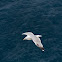 Seagull