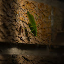 katydid
