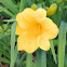 Daylily