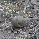 Mourning Dove