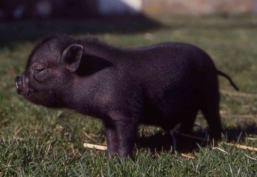 [pig[8].jpg]