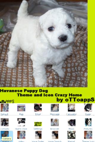 Puppy Dog Theme Crazy Home