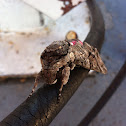 Pink-Spotted Hawkmoth