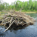 Beaver home