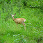 Mule Deer