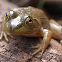 Bullfrog (female)