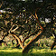 Acacia