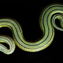 smooth scaled water snake