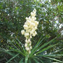 Yucca
