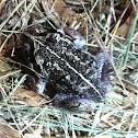 Eastern banjo frog