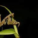 Praying Mantis Nymph