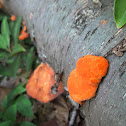 Chicken of the Woods