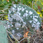 Mealy Bug