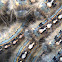 Forest Tent Caterpillar