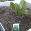 Romaine Lettuce