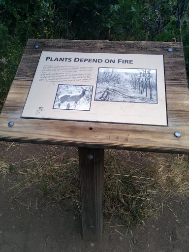 Plants Depend on Fire