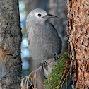 Clark's Nutcracker