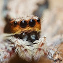 female gray wall jumper