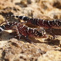 Thick-tailed gecko