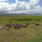 Sooty terns