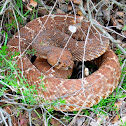 Red Diamond Rattlesnake