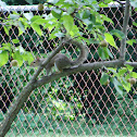 Eastern Gray Squirrel