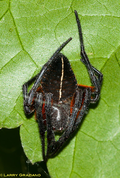 Spotting Image 1