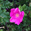 Rosa rugosa