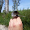 Sardinian Warbler