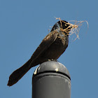 Common Grackle