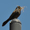 Common Grackle