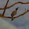 Friarbird