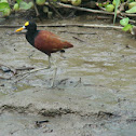 Northern Jacana