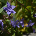 Unknown Plant