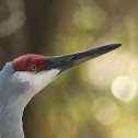 Sandhill Crane