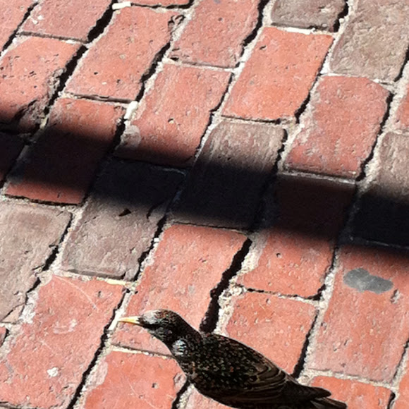 Spotting Image 1