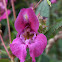 Himalayan balsam